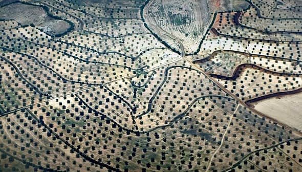 Aerial view of olive tree fields arranged in rows and patterns on a landscape. - Olive Oil Times