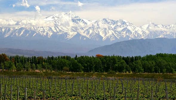 Vineyard rows in the foreground with snow-capped mountains in the background under a clear sky. - Olive Oil Times
