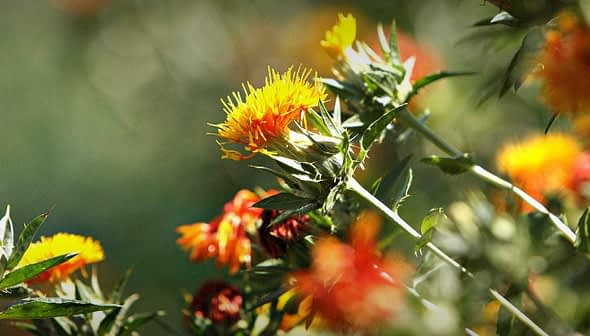 Safflower plant featuring yellow and orange flowers with green leaves in a natural setting. - Olive Oil Times