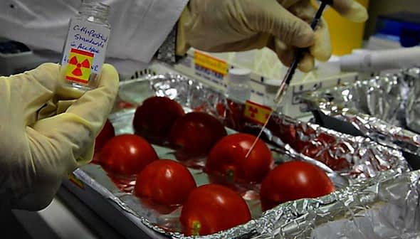 Scientist in gloves holding a vial while testing tomatoes in a laboratory setting. - Olive Oil Times