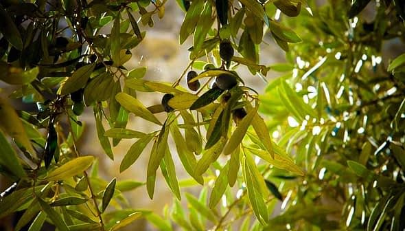 Close-up of olive tree branch featuring green leaves and ripe olives. - Olive Oil Times