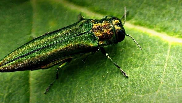 Emerald Ash Borer insect resting on a green leaf, showcasing its metallic green coloration. - Olive Oil Times