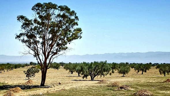 A solitary tree standing in an open landscape with sparse vegetation and distant mountains. - Olive Oil Times
