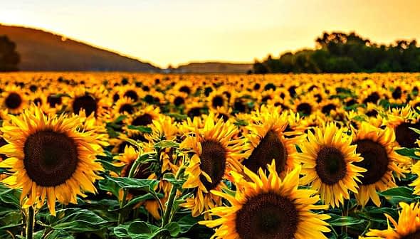 A vast field of sunflowers under a sunset sky with golden hues and green foliage. - Olive Oil Times