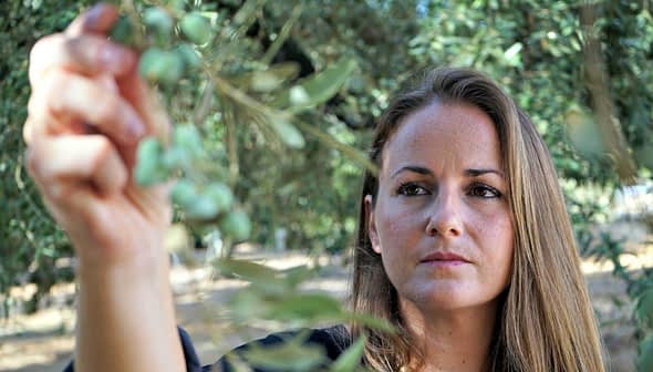 Woman inspecting an olive branch with green olives in a natural setting. - Olive Oil Times