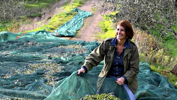 Woman gathering olives on a green tarp in an olive grove during harvest season. - Olive Oil Times