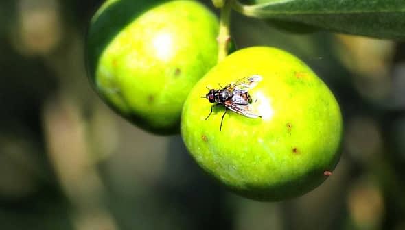 Close-up of green olives with a fly resting on one of the fruits. - Olive Oil Times
