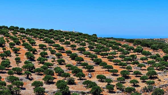 Expansive olive grove with numerous olive trees arranged in rows on a hillside. - Olive Oil Times