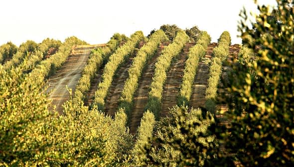 Rows of olive trees planted on a hillside with green foliage and a clear sky. - Olive Oil Times