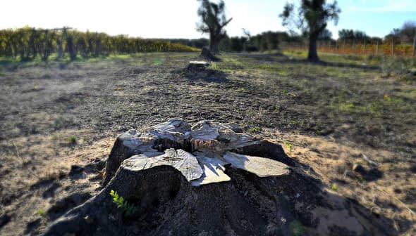 Close-up view of a tree stump in an agricultural field with distant trees and vines. - Olive Oil Times