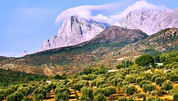 Olive trees in a landscape with mountains and clouds in the background. - Olive Oil Times