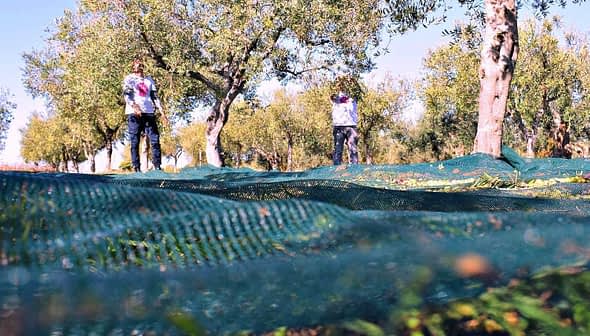 Workers collecting olives in an orchard with nets spread on the ground for harvesting. - Olive Oil Times