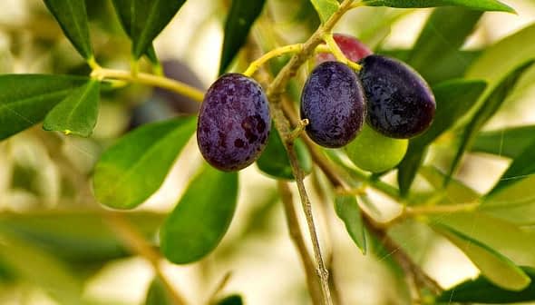 A close-up view of a branch with ripe black olives and green leaves. - Olive Oil Times