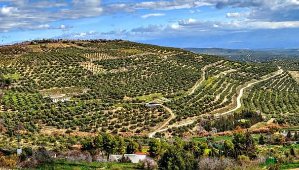 Panoramic view of a vast olive grove with rows of olive trees on rolling hills. - Olive Oil Times