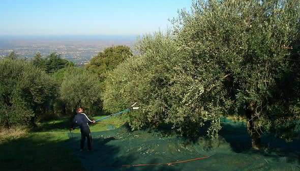 Person using a pole to harvest olives from a tree in an olive grove. - Olive Oil Times