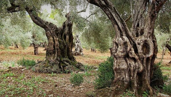 Ancient olive trees with gnarled trunks in a grove surrounded by greenery. - Olive Oil Times