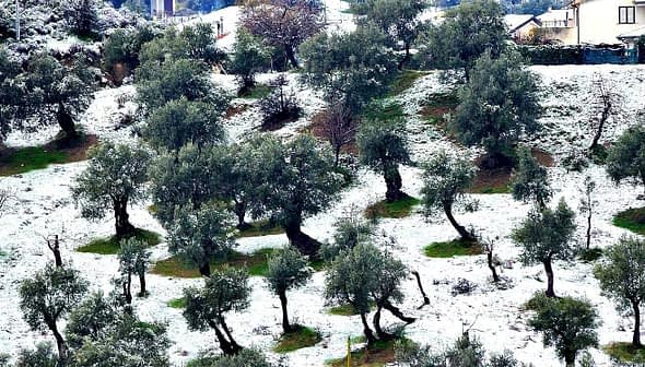 Olive trees covered in snow on a hillside with a few houses in the background. - Olive Oil Times