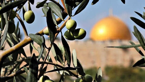 Olive tree branch with green olives in focus, background features a golden dome structure. - Olive Oil Times