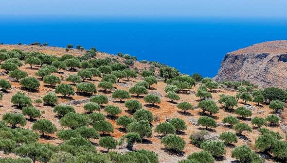 A landscape featuring an olive grove on a hillside with a view of the ocean in the background. - Olive Oil Times