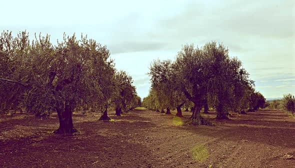 Row of olive trees in a cultivated field under a cloudy sky. - Olive Oil Times