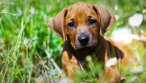 A brown puppy resting on green grass with small white flowers around it. - Olive Oil Times