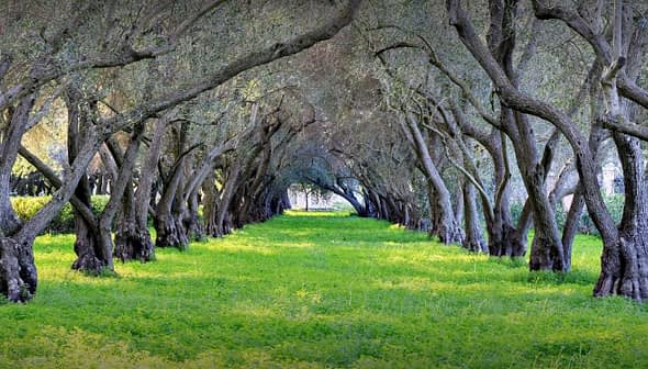 Pathway lined with olive trees and green grass in a grove setting. - Olive Oil Times