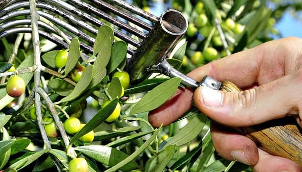 A hand holding a metal rake used for harvesting olives from a tree branch. - Olive Oil Times