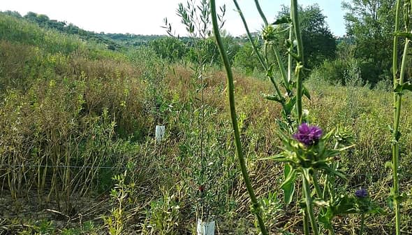 Field of wildflowers featuring a prominent thistle plant with purple flowers and green foliage. - Olive Oil Times