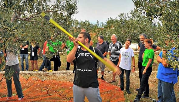 Group of people observing an olive harvesting demonstration with a worker using a pole. - Olive Oil Times