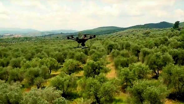 A drone flying above a lush olive grove with trees stretching across the landscape. - Olive Oil Times