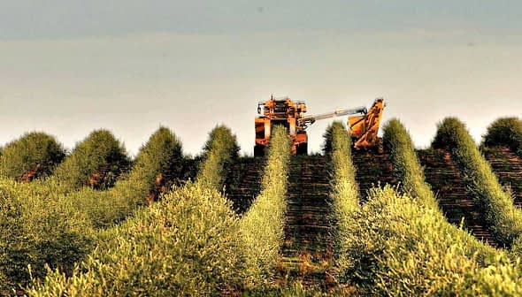 Olive harvesting machine operating in a neatly arranged olive grove with trees in rows. - Olive Oil Times