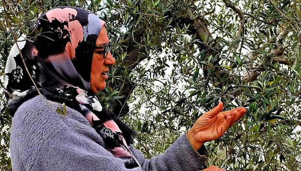 Woman wearing a hijab and glasses standing near an olive tree, gesturing with her hands. - Olive Oil Times