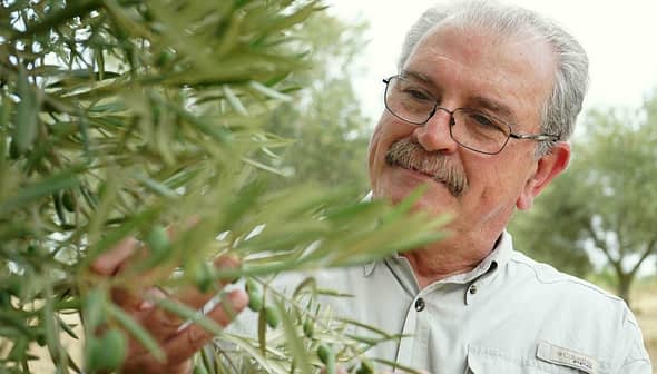 Man examining an olive tree branch with green olives in a natural setting. - Olive Oil Times