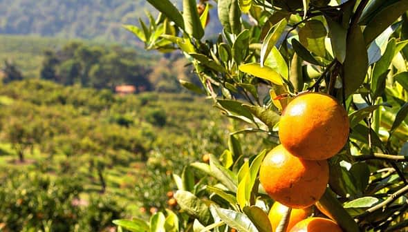 Close-up of oranges hanging from a tree branch in an orchard setting. - Olive Oil Times