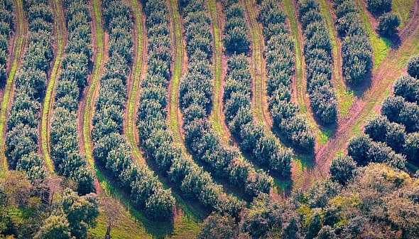 Aerial view of neatly arranged rows of olive trees in an orchard. - Olive Oil Times
