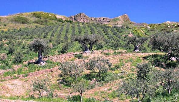 A hillside olive grove with several olive trees arranged in rows under a clear blue sky. - Olive Oil Times