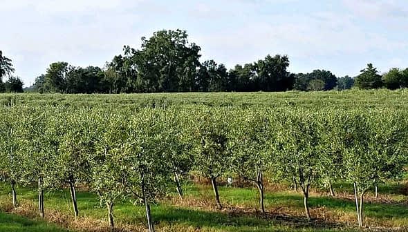 Row of olive trees in a green orchard under a clear sky. - Olive Oil Times