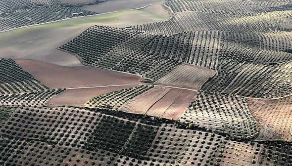 Aerial view of olive groves with rows of trees and agricultural land in Jaén, Spain. - Olive Oil Times