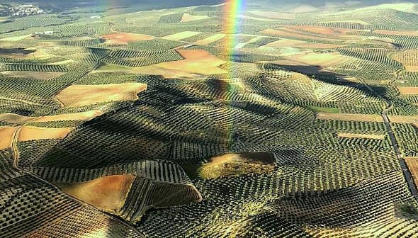 Aerial view of expansive olive groves with varying shades of green and brown in a rural landscape. - Olive Oil Times