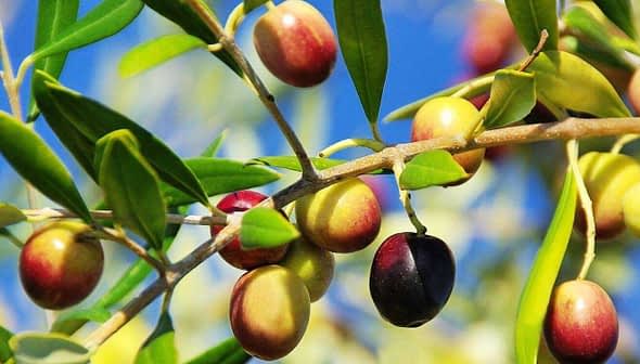 A close-up of an olive branch featuring green, yellow, and purple olives against a blue sky. - Olive Oil Times
