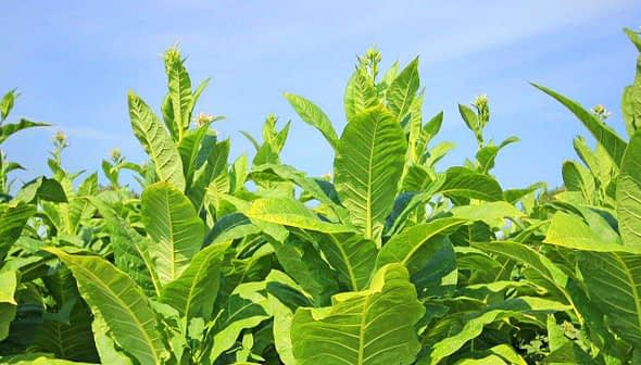 Green tobacco plants growing in a field under a clear blue sky. - Olive Oil Times