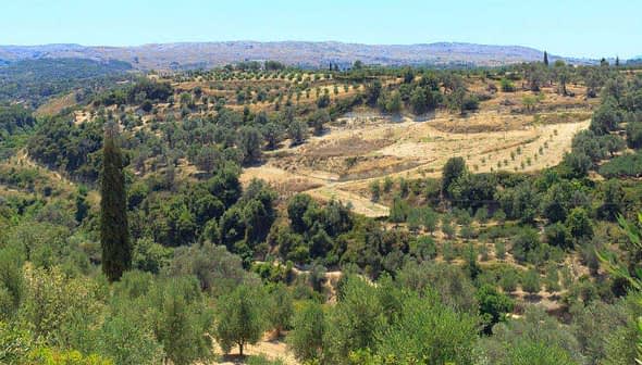 A panoramic view of olive groves on a hillside in Crete, showcasing rows of olive trees. - Olive Oil Times