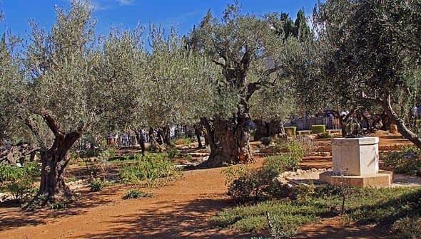Olive trees with gnarled trunks in the Garden of Gethsemane, featuring a stone monument. - Olive Oil Times