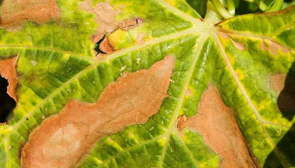 Close-up view of a leaf showing green and brown discoloration with holes. - Olive Oil Times