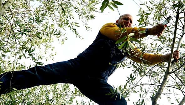 Man in a yellow long-sleeve shirt pruning olive tree branches while standing on a branch. - Olive Oil Times