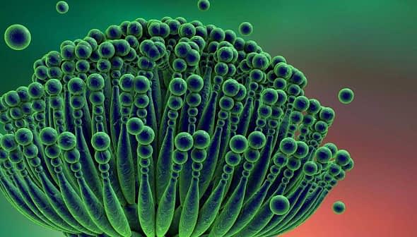 Microscopic view of a mold structure with green spores and filamentous features. - Olive Oil Times