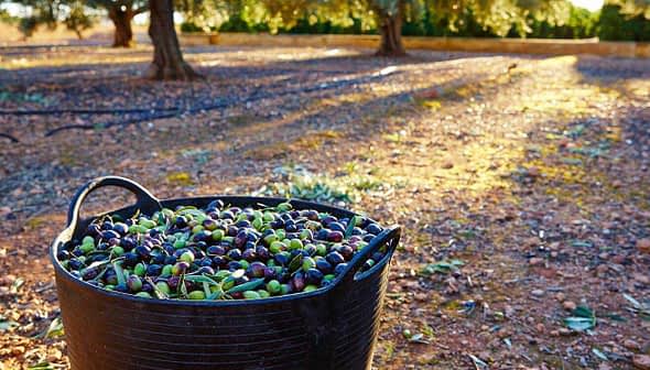 Black basket filled with freshly harvested olives in a field during daylight. - Olive Oil Times