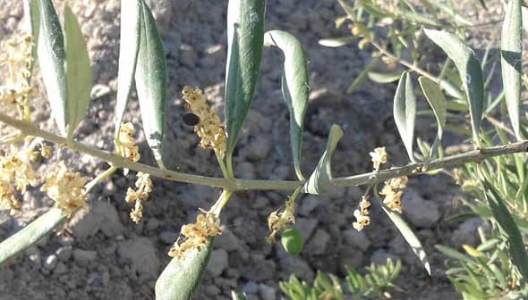Olive tree branch featuring green leaves and small yellow flowers. - Olive Oil Times