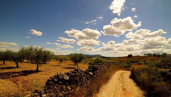 Dirt path winding through an olive grove under a blue sky with clouds. - Olive Oil Times
