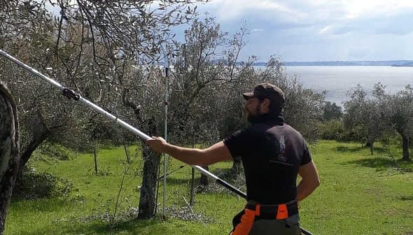 A man using a pole tool to harvest olives from a tree in an olive grove near a body of water. - Olive Oil Times
